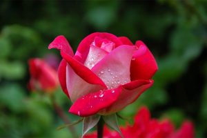رز قرمز