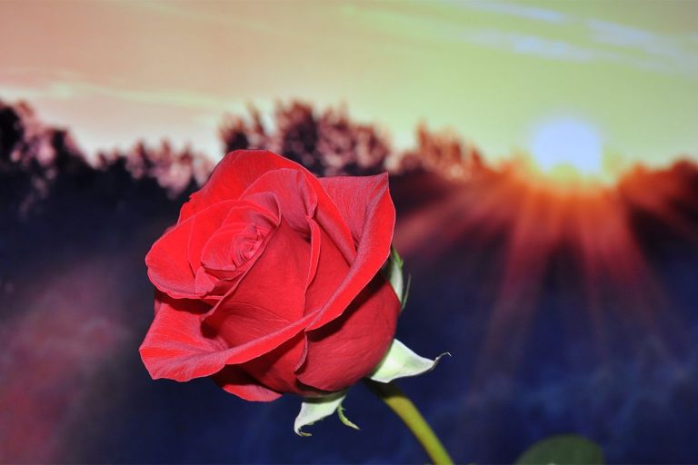 رز قرمز